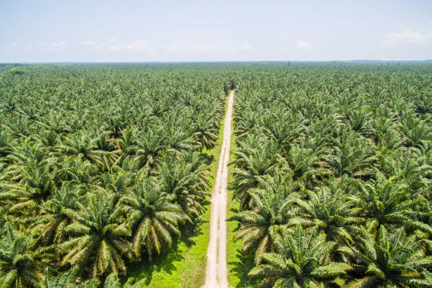 Komitmen Perusahaan dalam Pengelolaan Kelapa Sawit Berkelanjutann